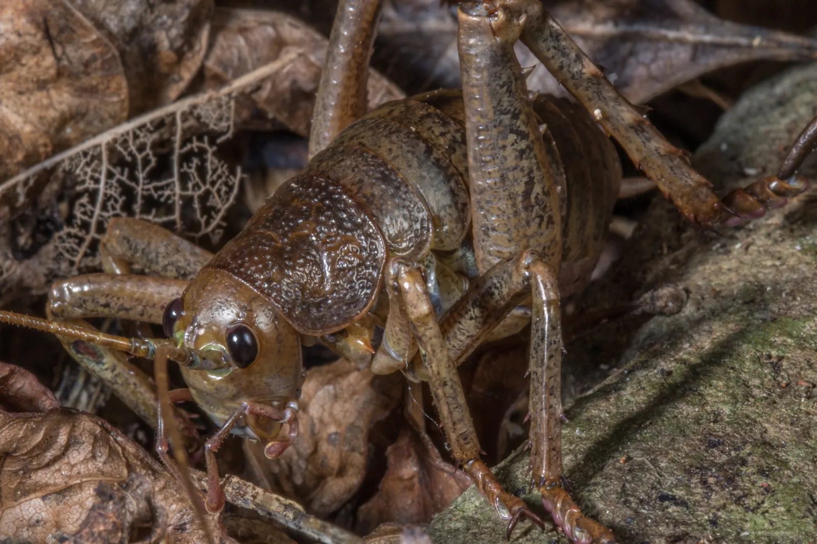 Close-up of a wētāpunga among leaves and wood.