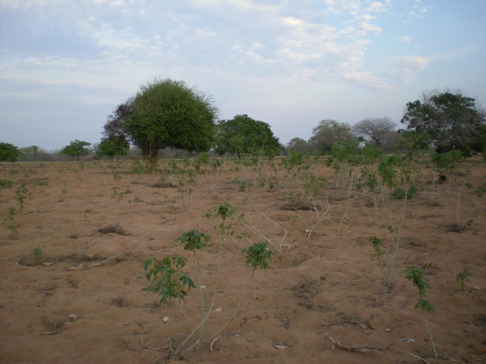 Cassava field with dry soil and trees in the background in rural Mozambique.