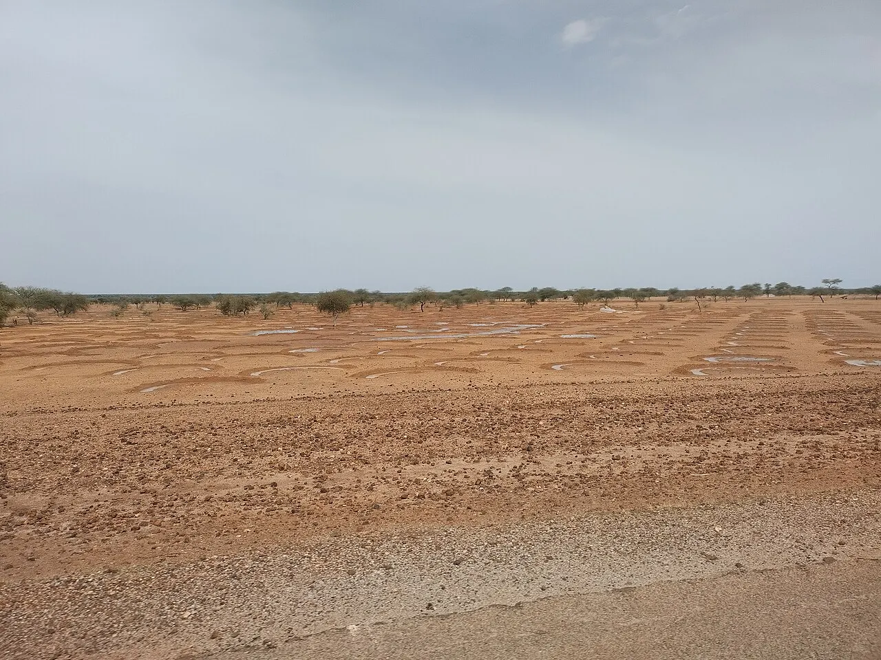 Half-moon embankments in dry ground in Niger, with small pools of water and scattered trees on the horizon.