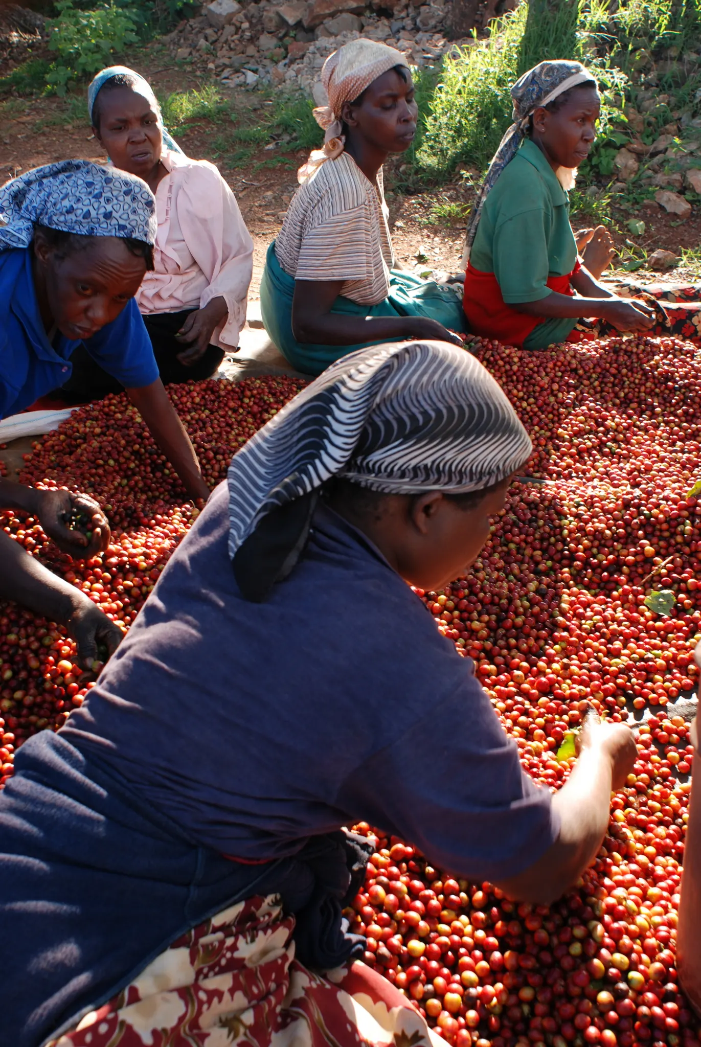 Growers sort coffee cherries by hand in Kenya.