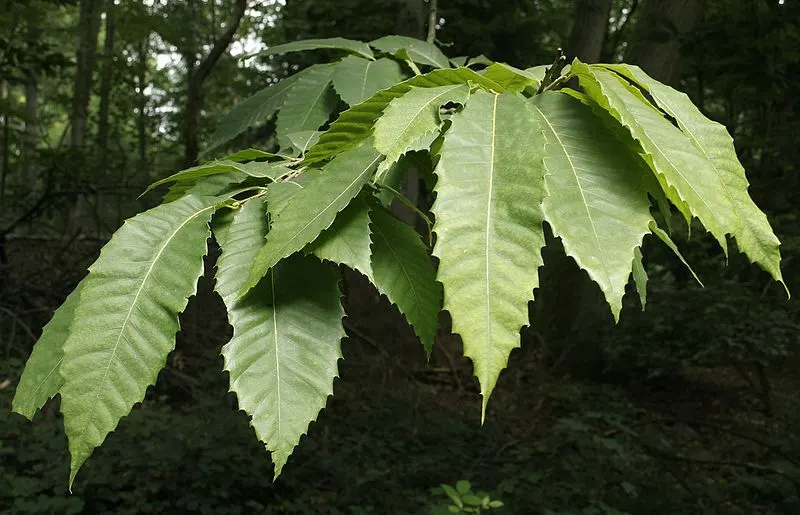 Long green leaves with toothed edges on an American chestnut.