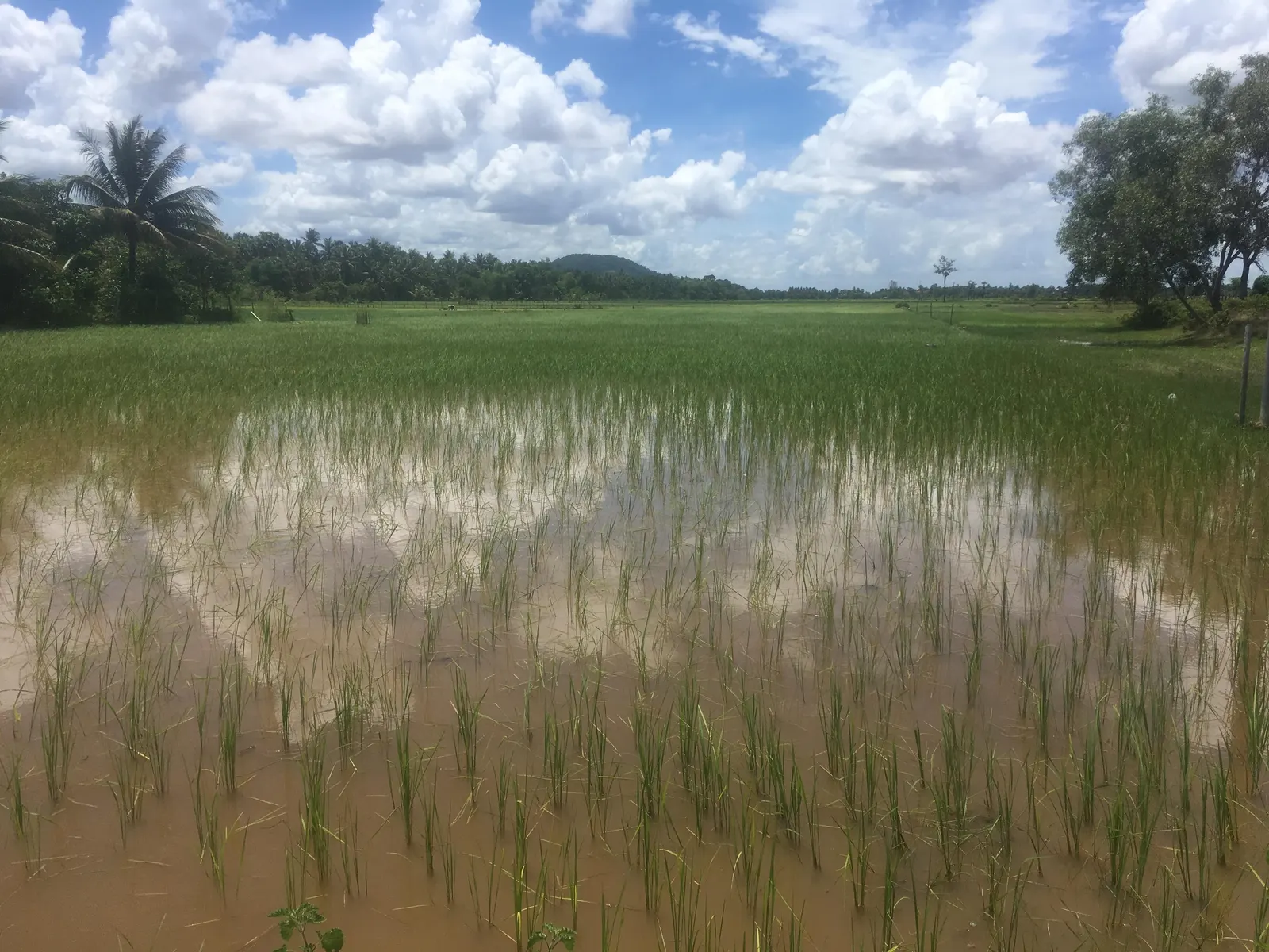 A flooded rice field near Siem Reap, with rice plants, palms and trees in the background.
