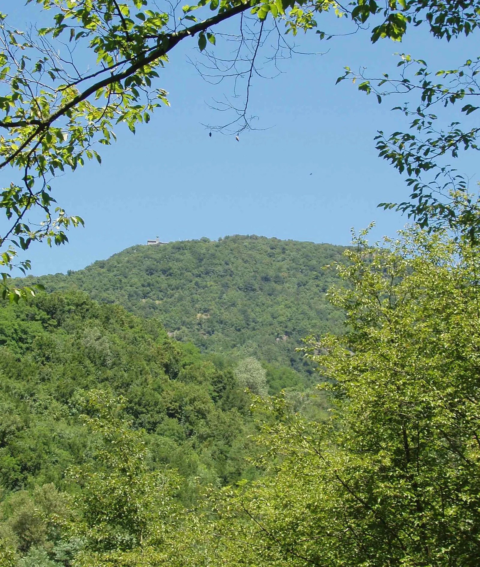 The wooded slope of Monte Reale framed by green branches, with a small building on the ridge; archive photograph.