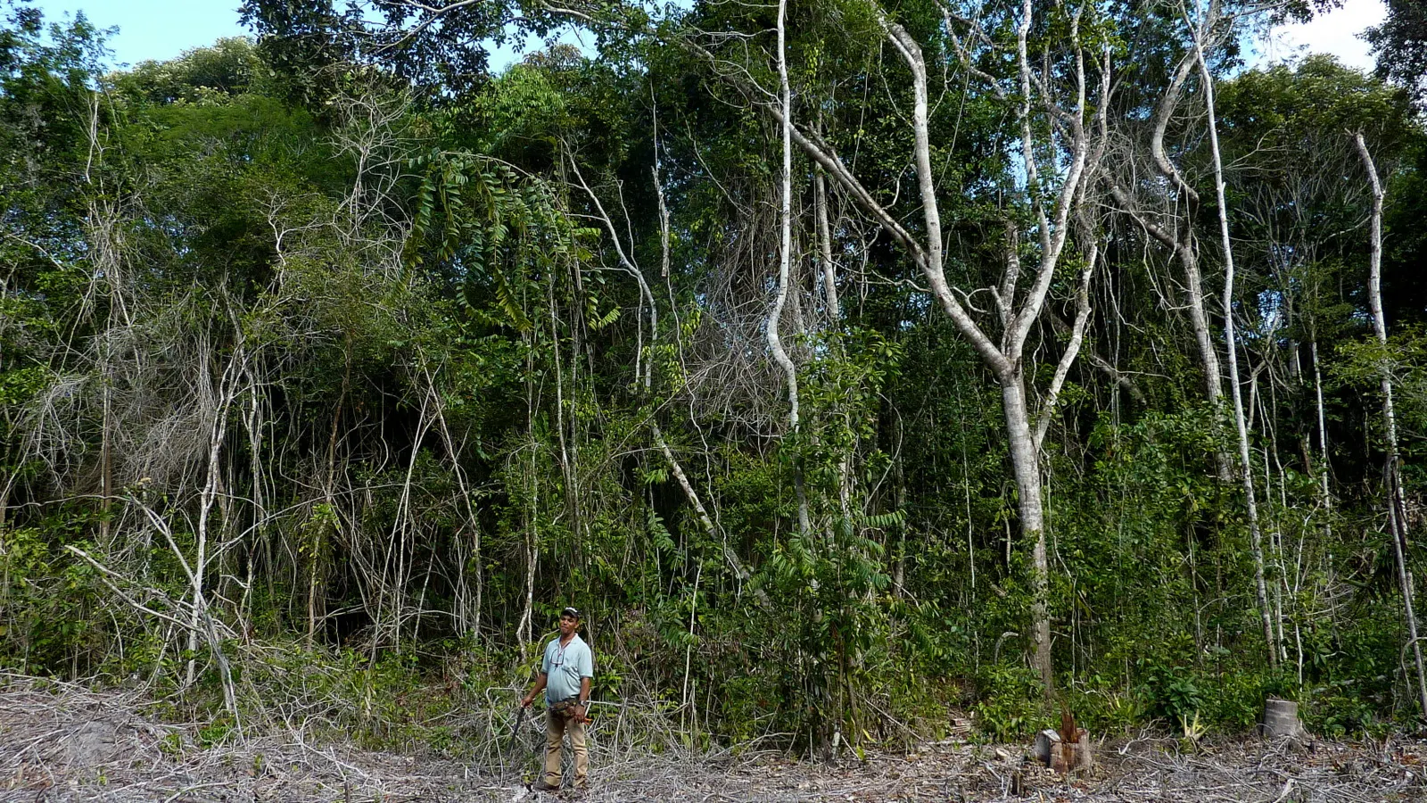 The edge of Atlantic forest in Bahia, with trees, cut branches and a person in the foreground.