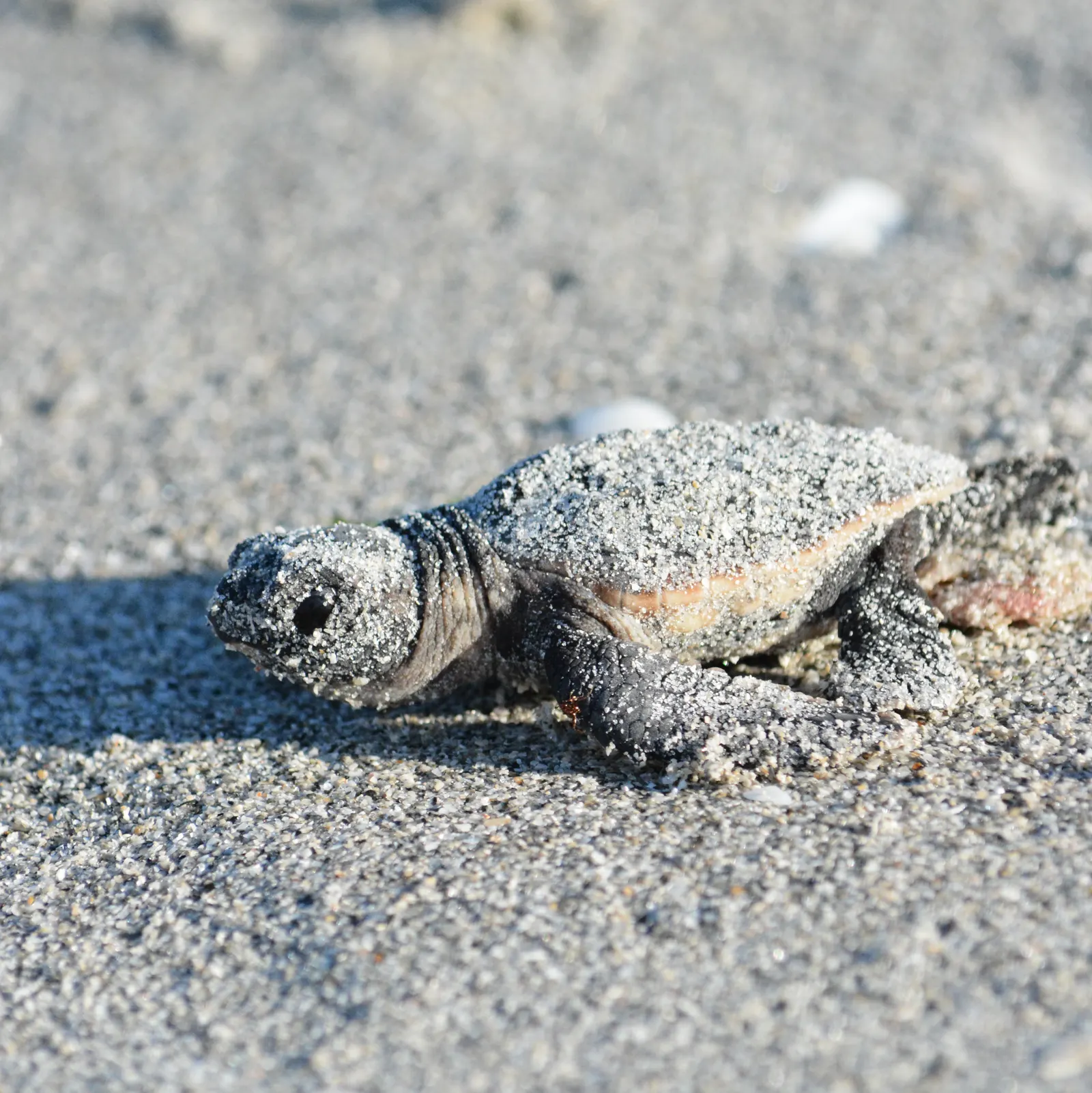 A loggerhead turtle hatchling moves across the sand.