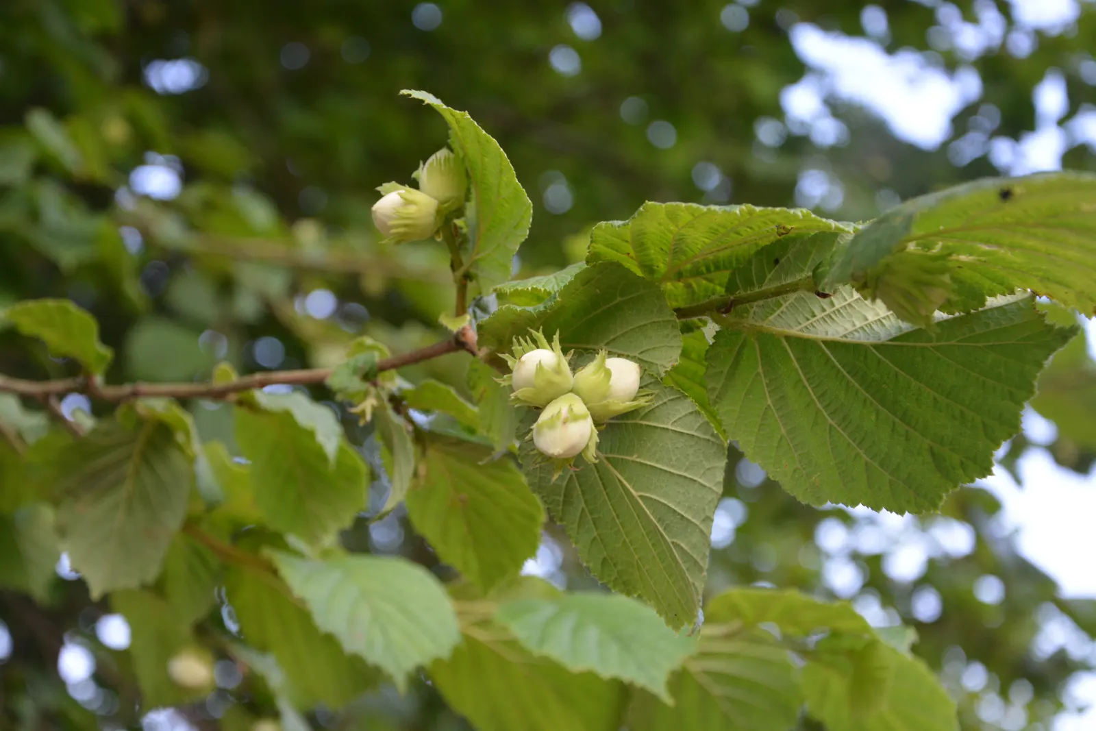 Hazelnuts still on a branch, in green husks among hazel leaves.