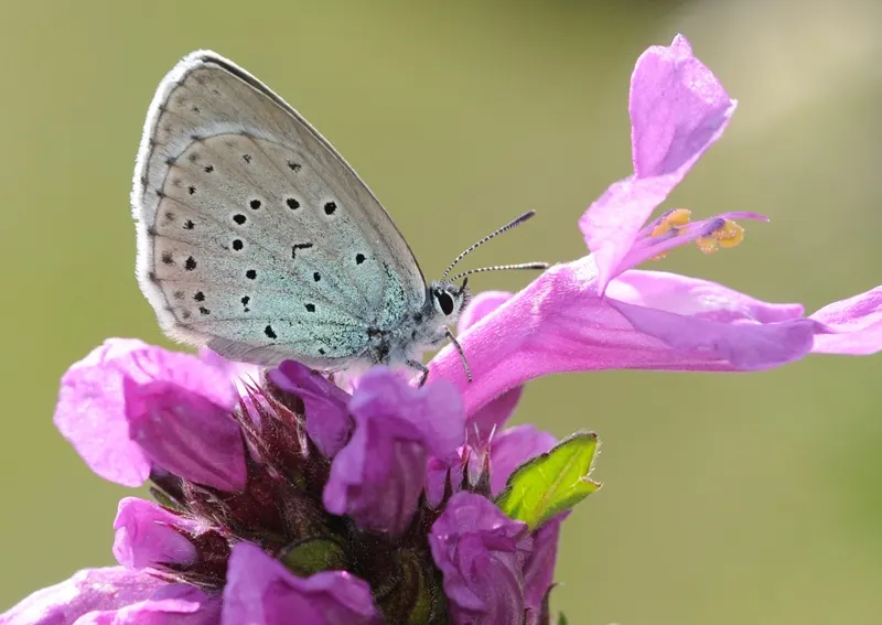 A Phengaris arion butterfly with closed wings on purple flowers.