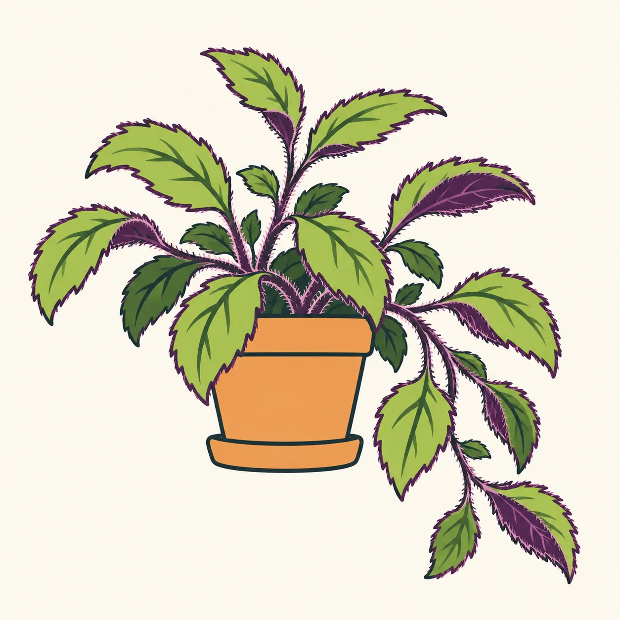 Illustration of a potted Gynura aurantiaca with toothed green leaves and purple hairs on its leaves and stems.
