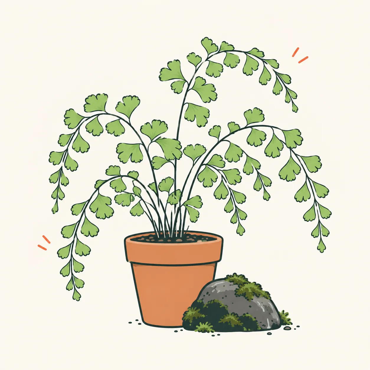 Editorial illustration of maidenhair fern with arching fronds, little green fans and slender dark supports; botanical details are simplified.