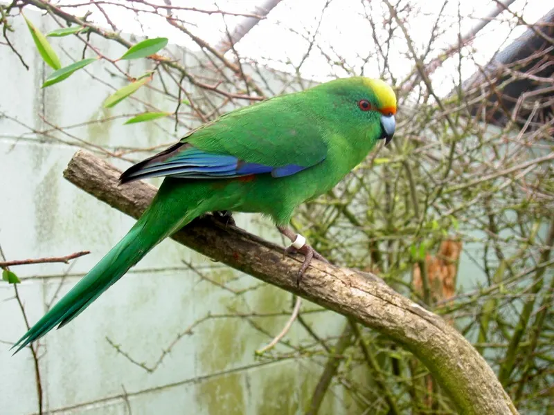 A green orange-fronted parakeet on a branch at a captive breeding facility.