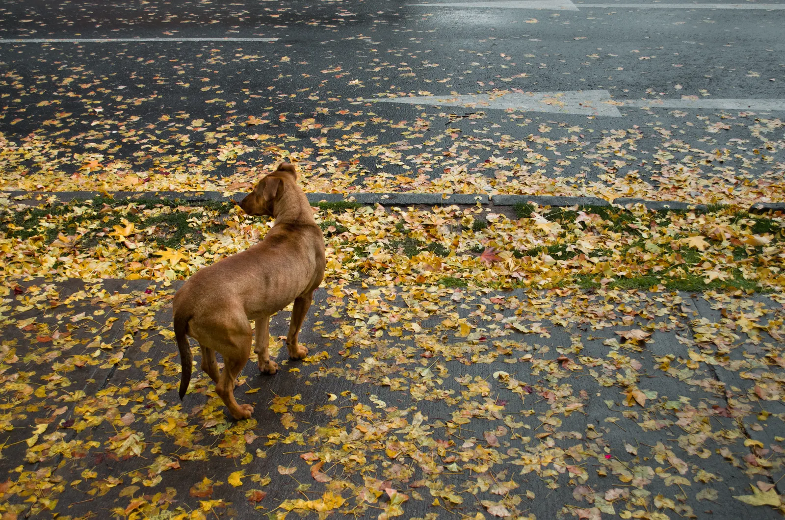 A brown dog on a pavement covered in yellow leaves in Santiago, Chile