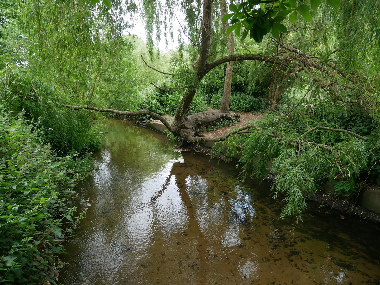Beverley Brook between Barnes Green and Barnes Common, with tree-lined banks.
