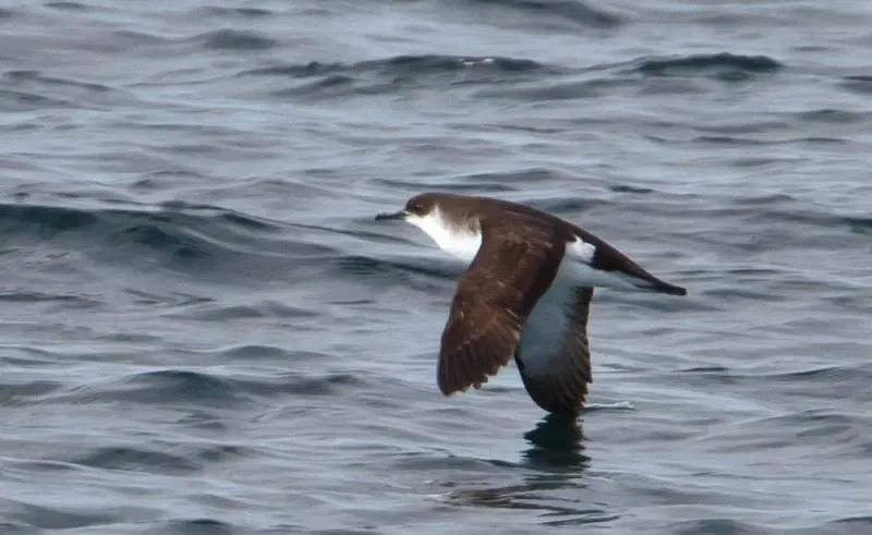 Manx shearwater with outstretched wings flying low over the water
