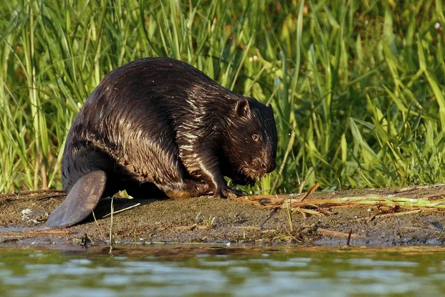 A Eurasian beaver on the bank, its flat tail visible.
